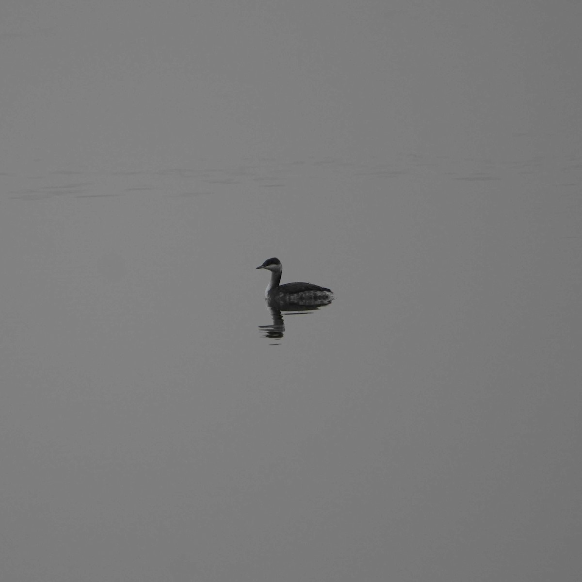 Horned Grebe - ML645053249