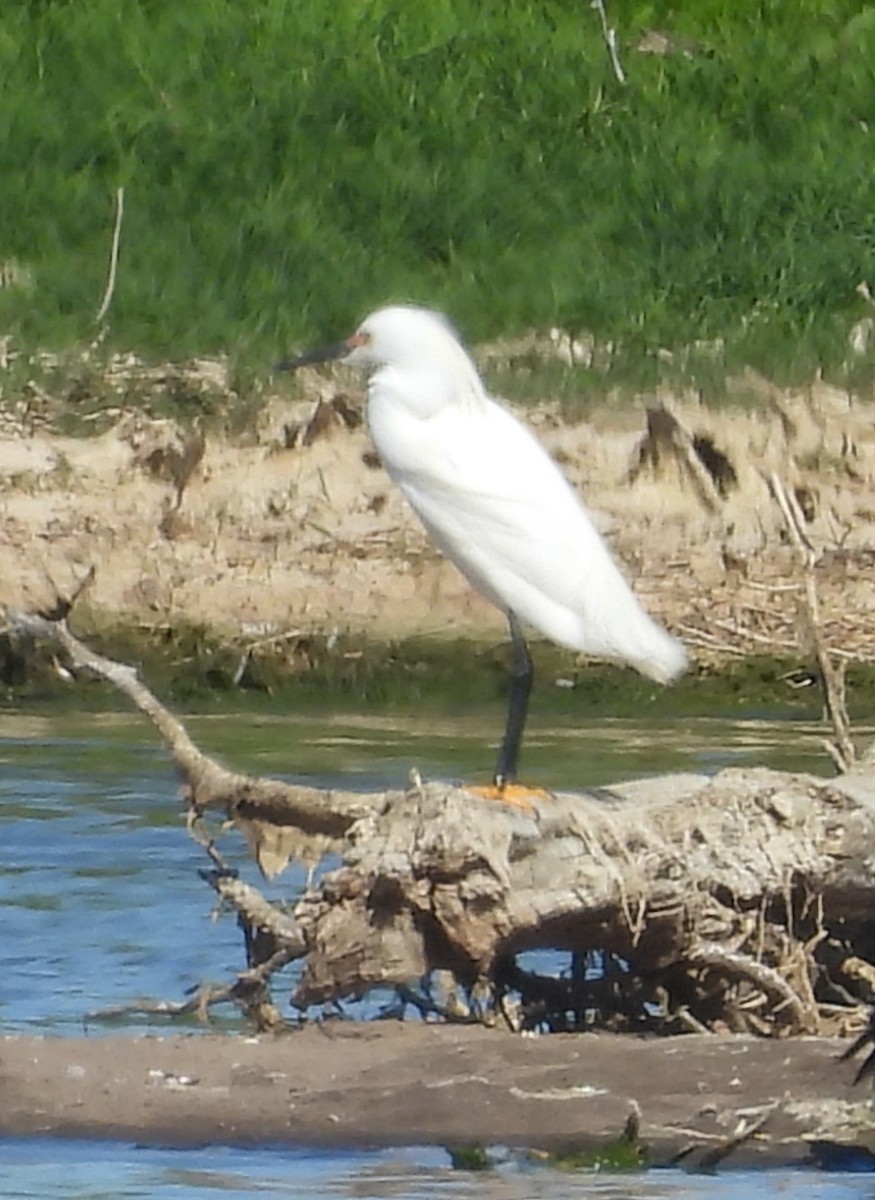 Snowy Egret - ML645053250