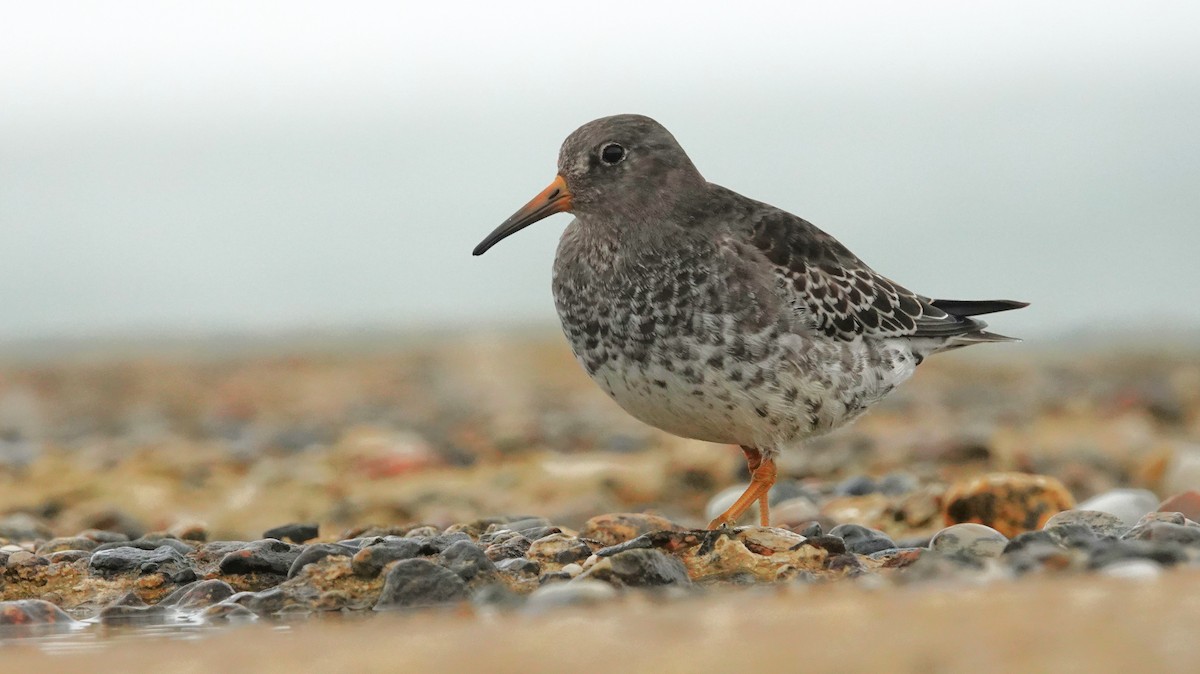 Purple Sandpiper - ML645053260