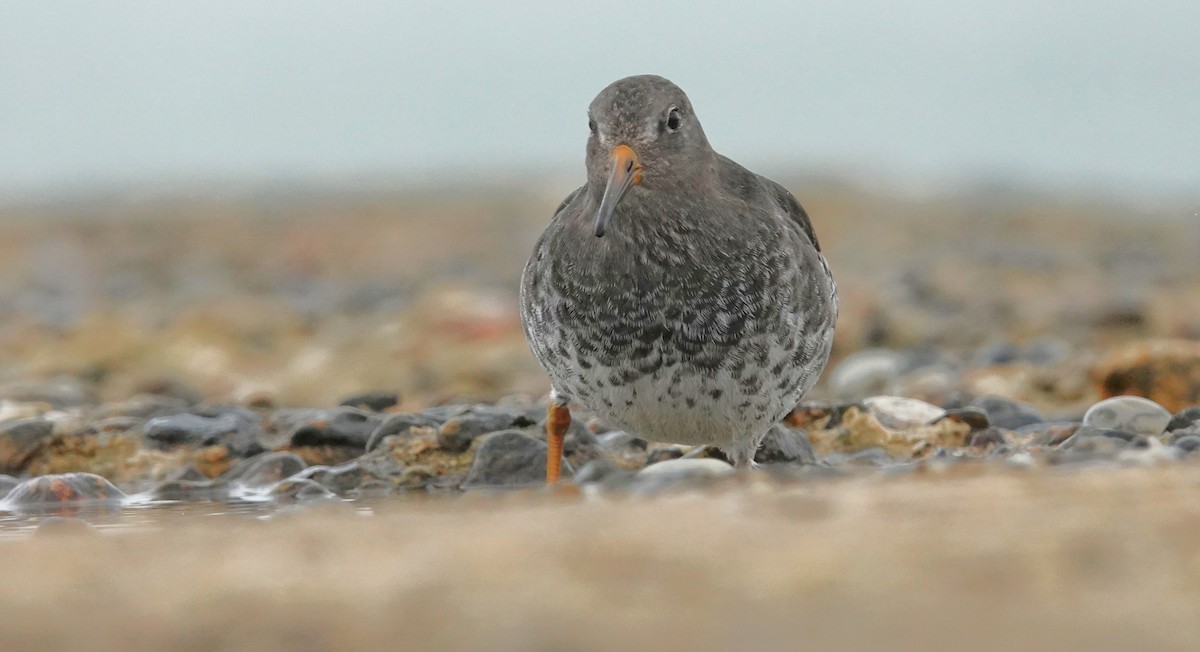 Purple Sandpiper - ML645053268