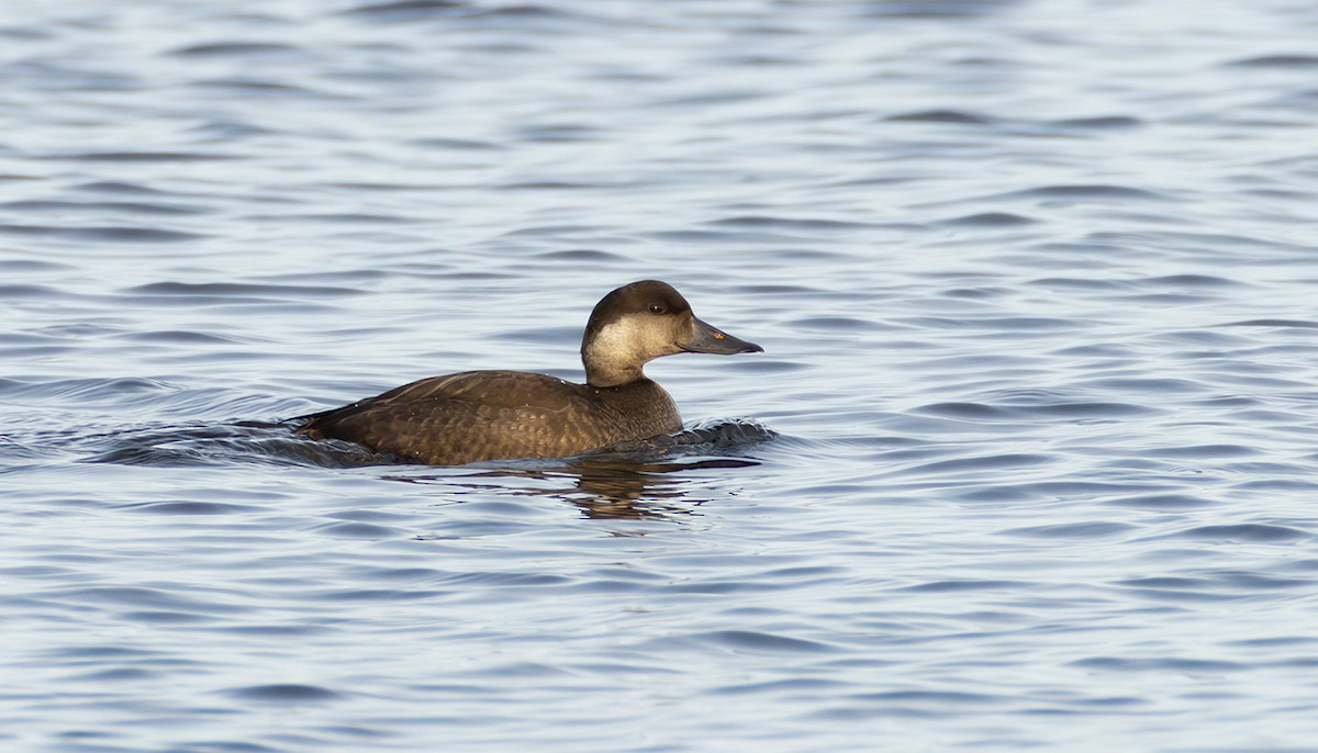 ヨーロッパクロガモ - ML645053269