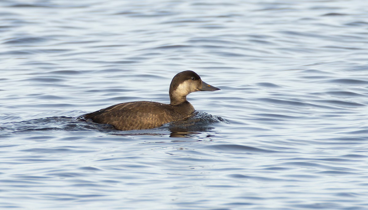 ヨーロッパクロガモ - ML645053270