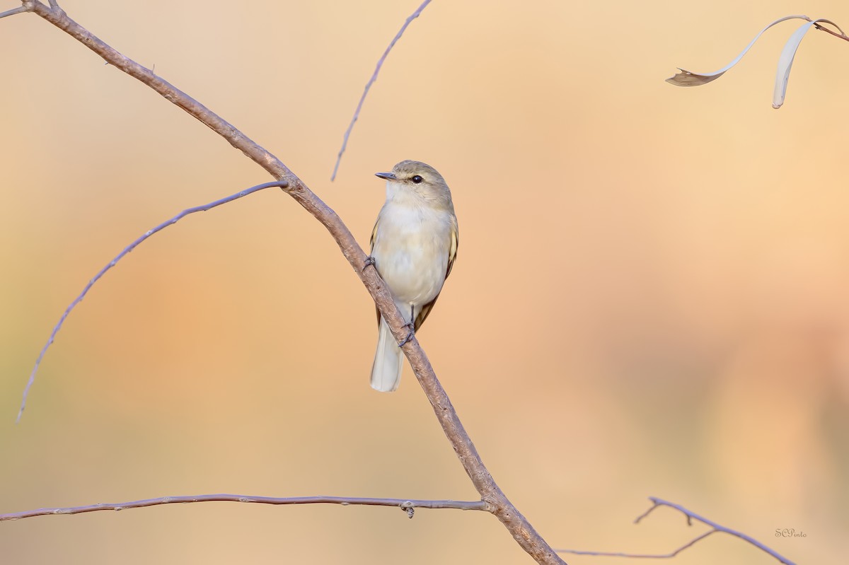 オジロオリーブヒタキ - ML645053271