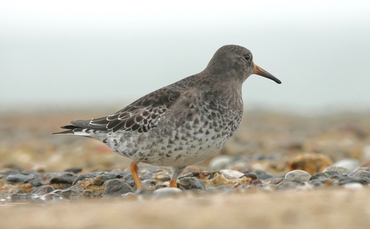 Purple Sandpiper - ML645053274