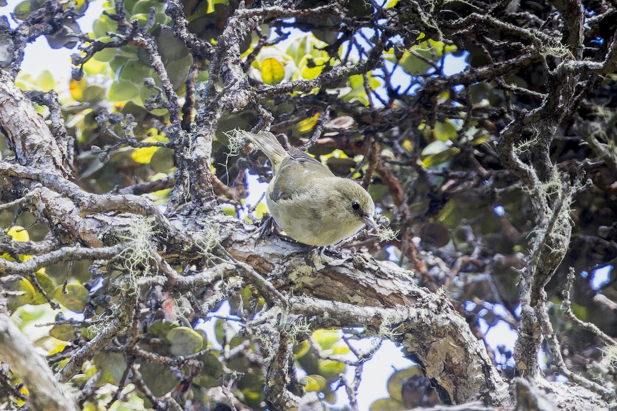 Hawaii Creeper - ML645053293