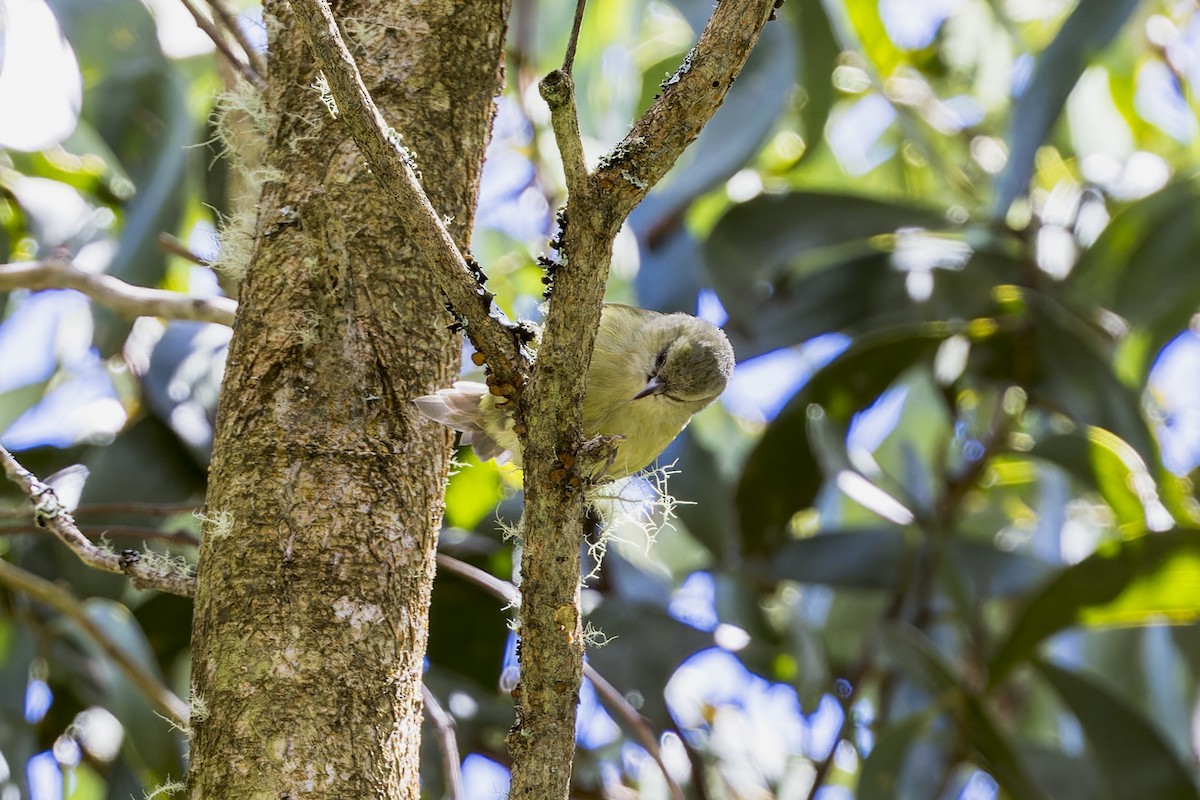 Hawaii Creeper - ML645053294
