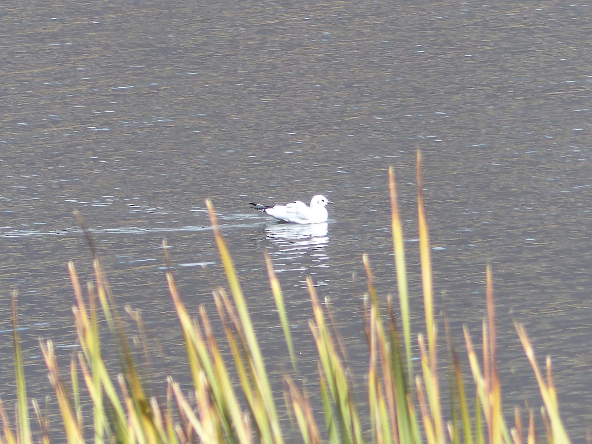 Mouette des Andes - ML645053296