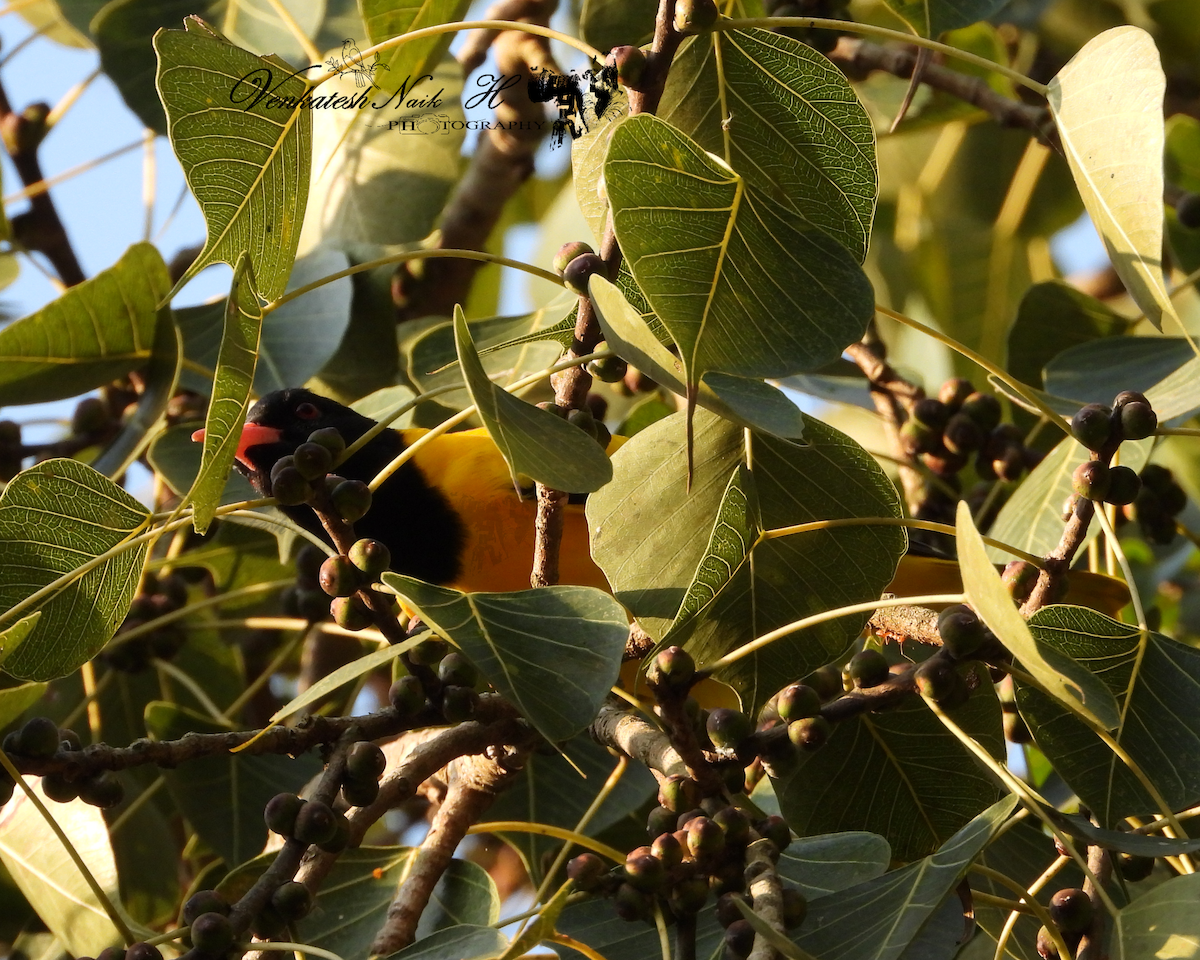 Black-hooded Oriole - ML645053297