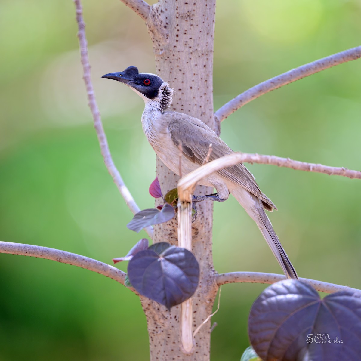 Polochion couronné - ML645053299