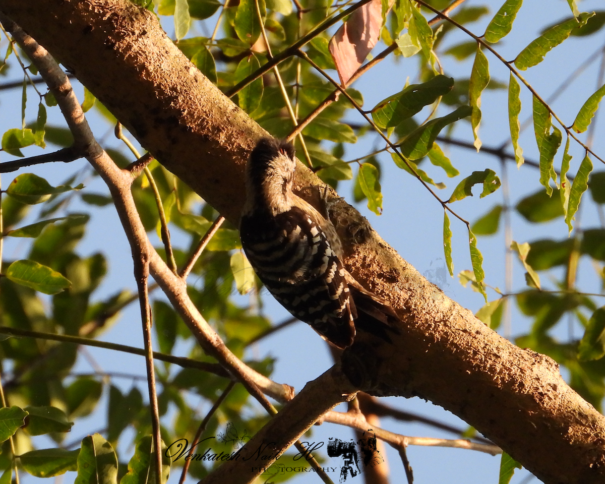 Fulvous-breasted Woodpecker - ML645053308