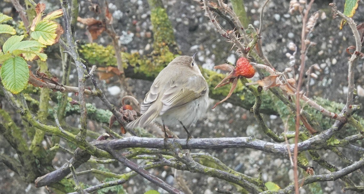 Common Chiffchaff - ML645053316
