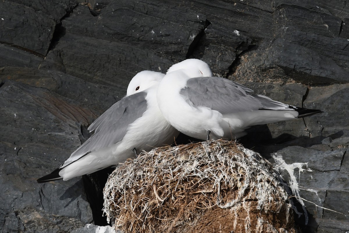 Kara Ayaklı Martı - ML645053317