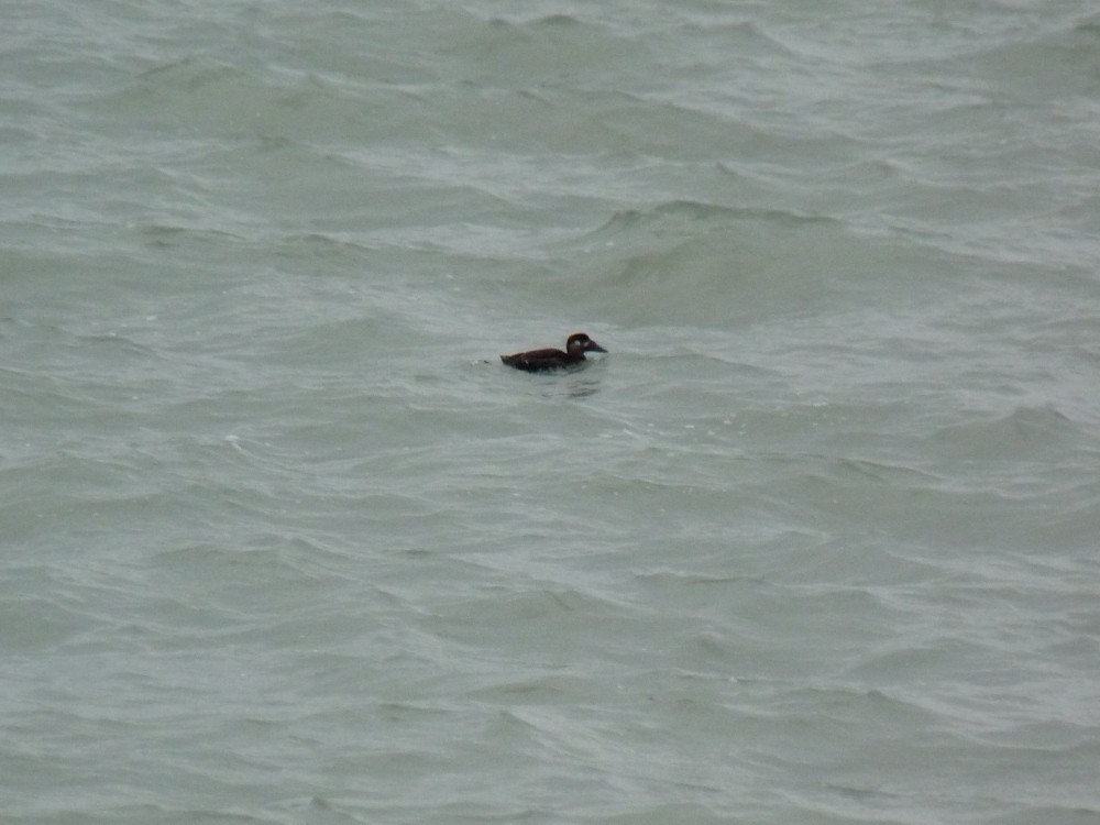 eBird Checklist - 11 Nov 2025 - Montrose Point Bird Sanctuary, Lincoln ...