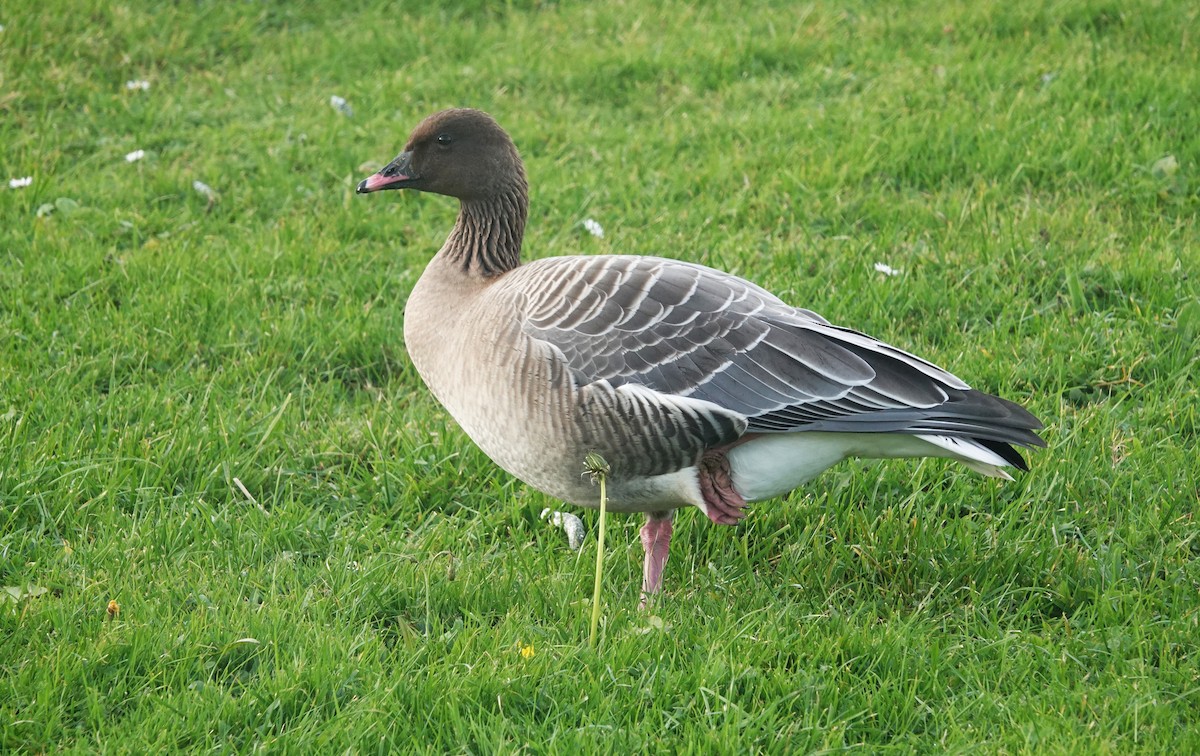 Pink-footed Goose - ML645053350