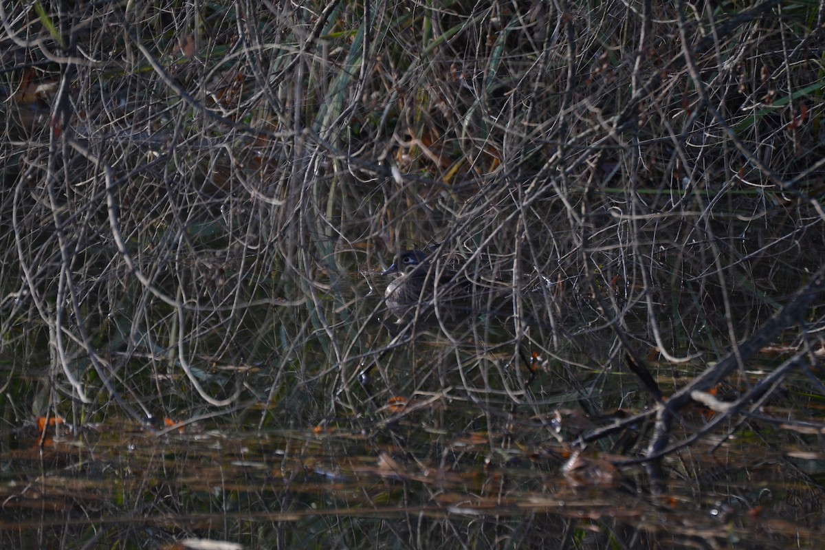 Anatra sposa - ML645053354