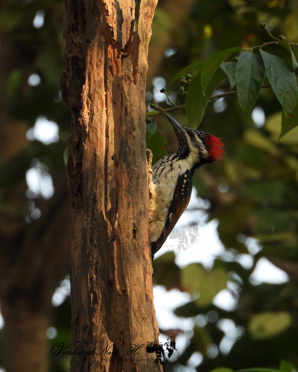 Black-rumped Flameback - ML645053355