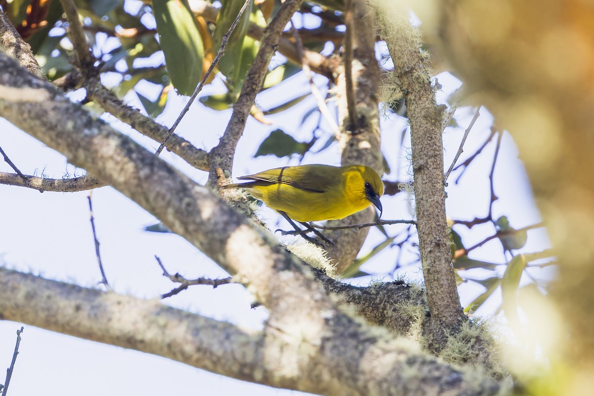 Akiapolaau - ML645053364