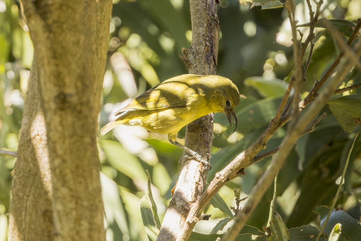 Akiapolaau - ML645053365