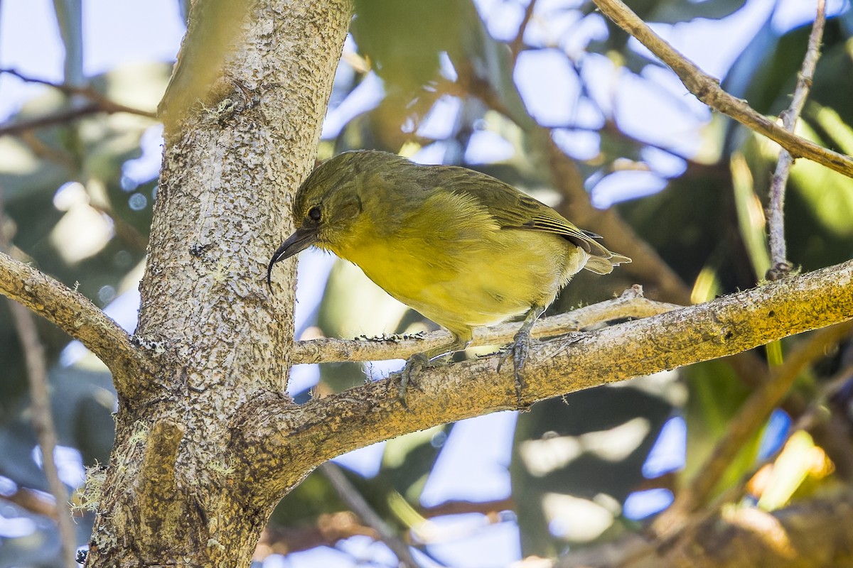 Akiapolaau - ML645053366