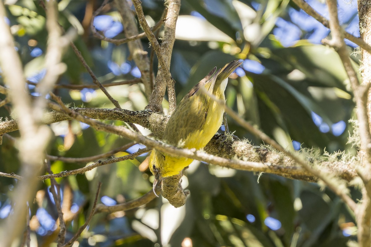 Akiapolaau - ML645053367