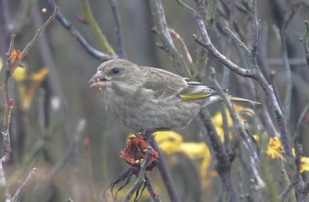 European Greenfinch - ML645053370
