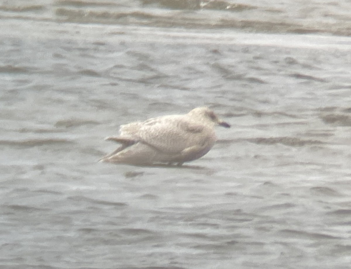 Iceland Gull - ML645053380