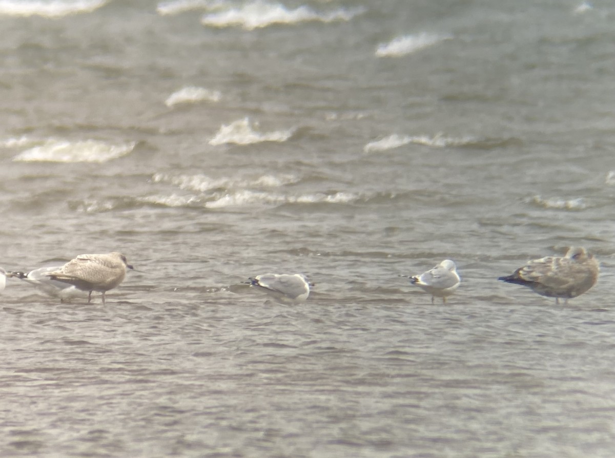 Iceland Gull - ML645053381