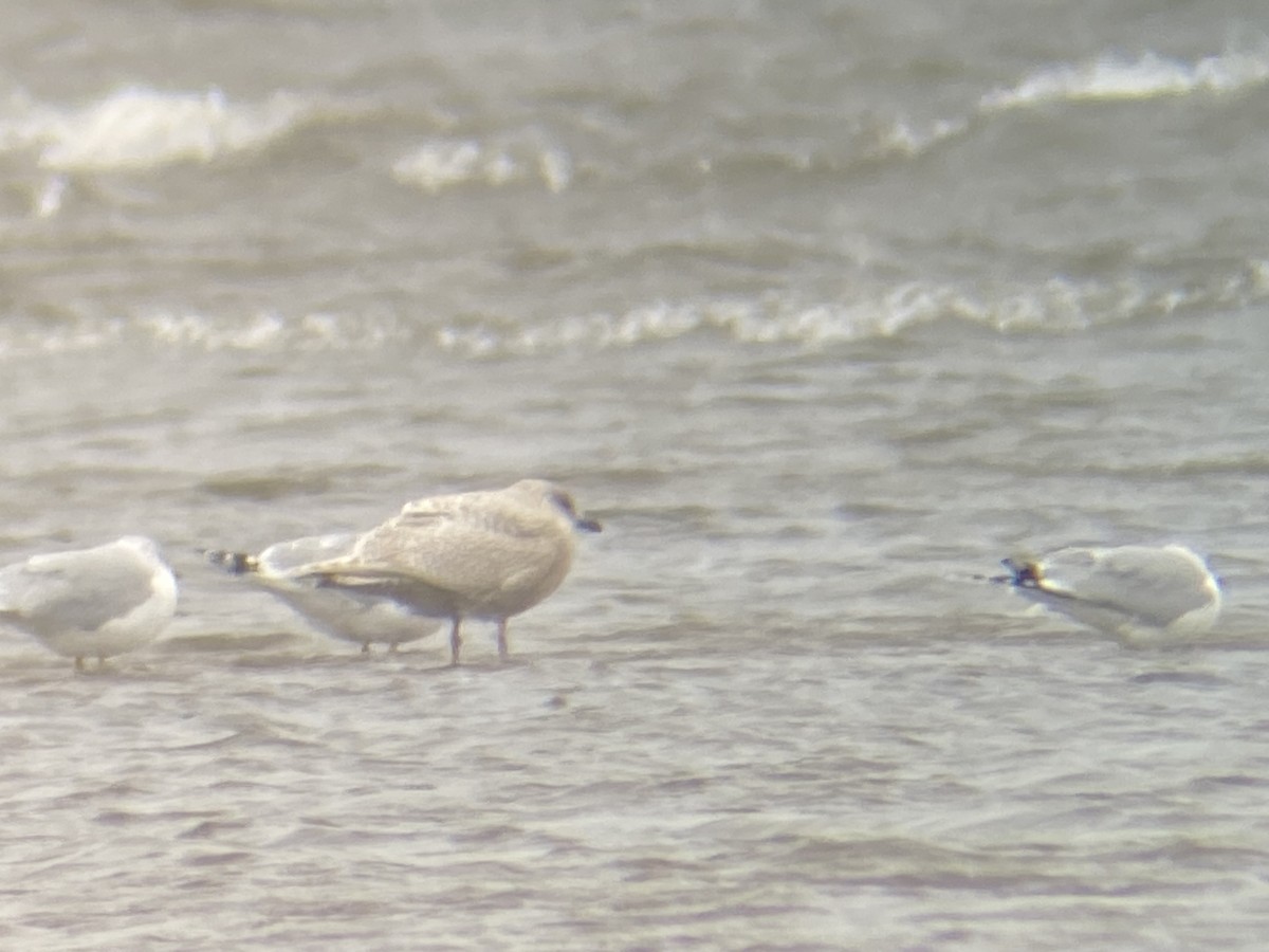 Iceland Gull - ML645053382