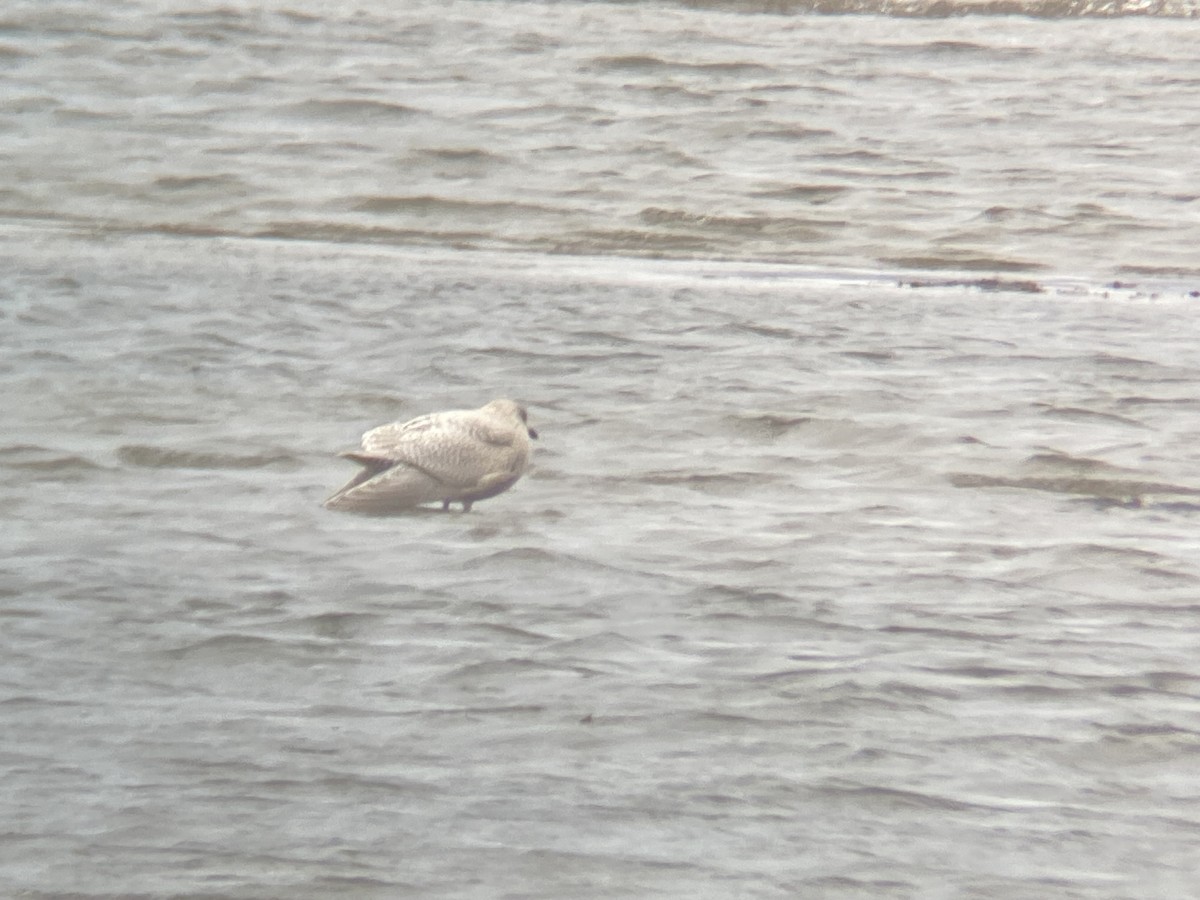 Iceland Gull - ML645053383