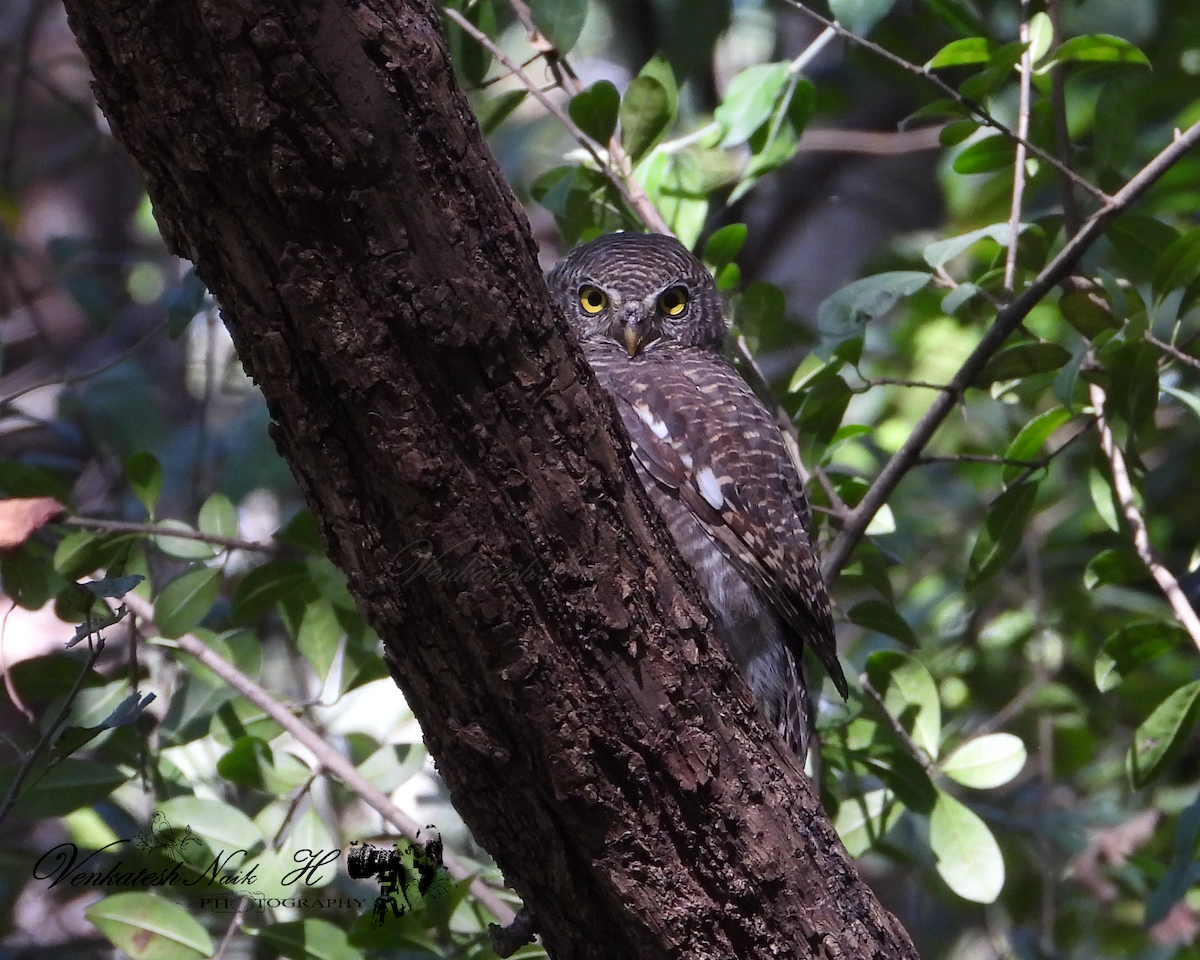 Asian Barred Owlet - ML645053412