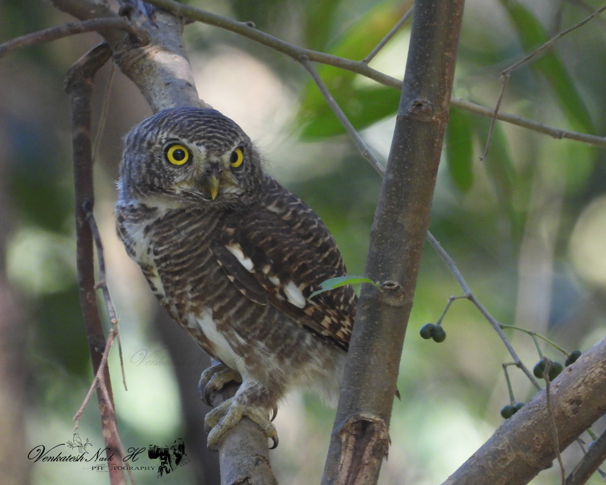 Asian Barred Owlet - ML645053413