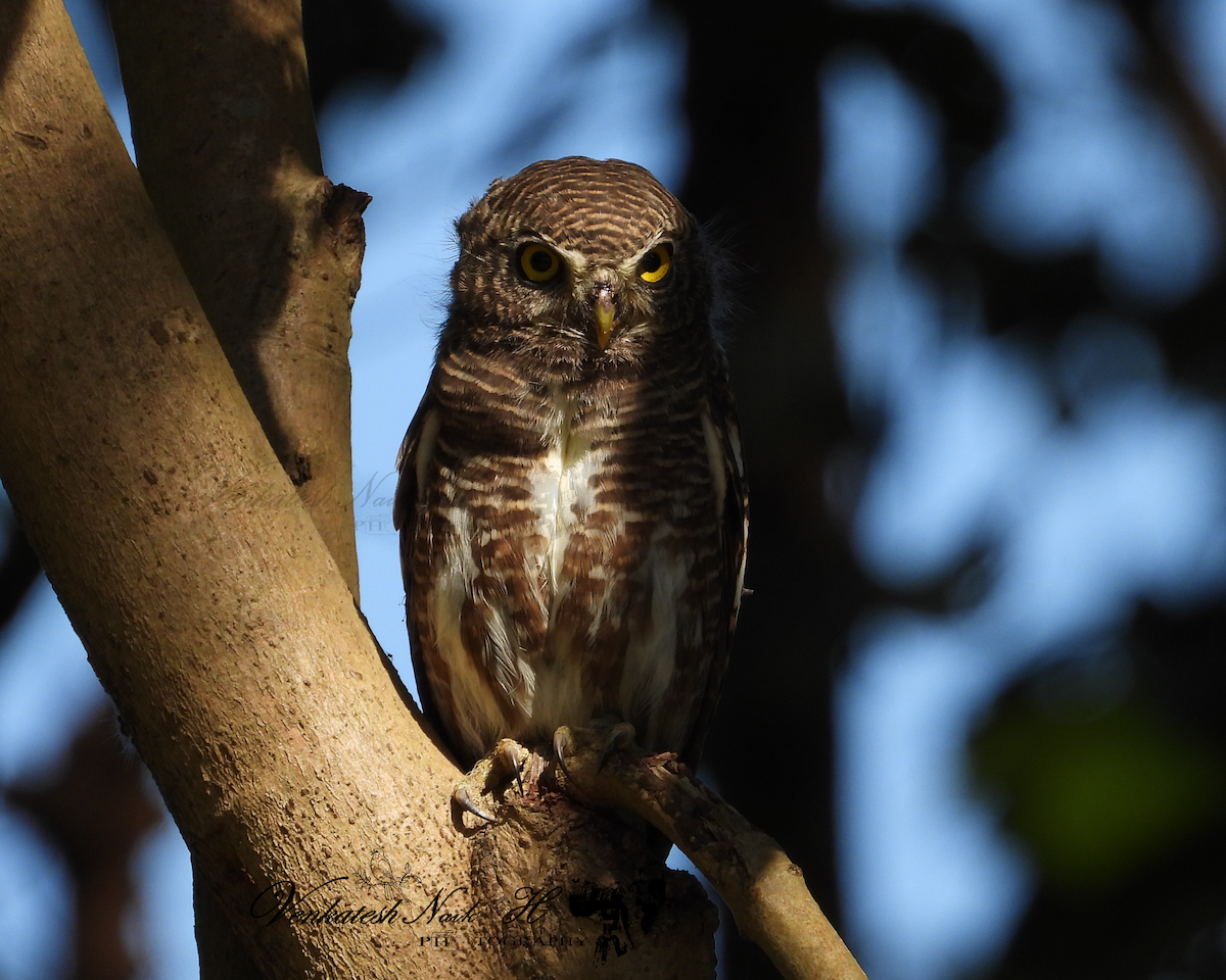 Asian Barred Owlet - ML645053414