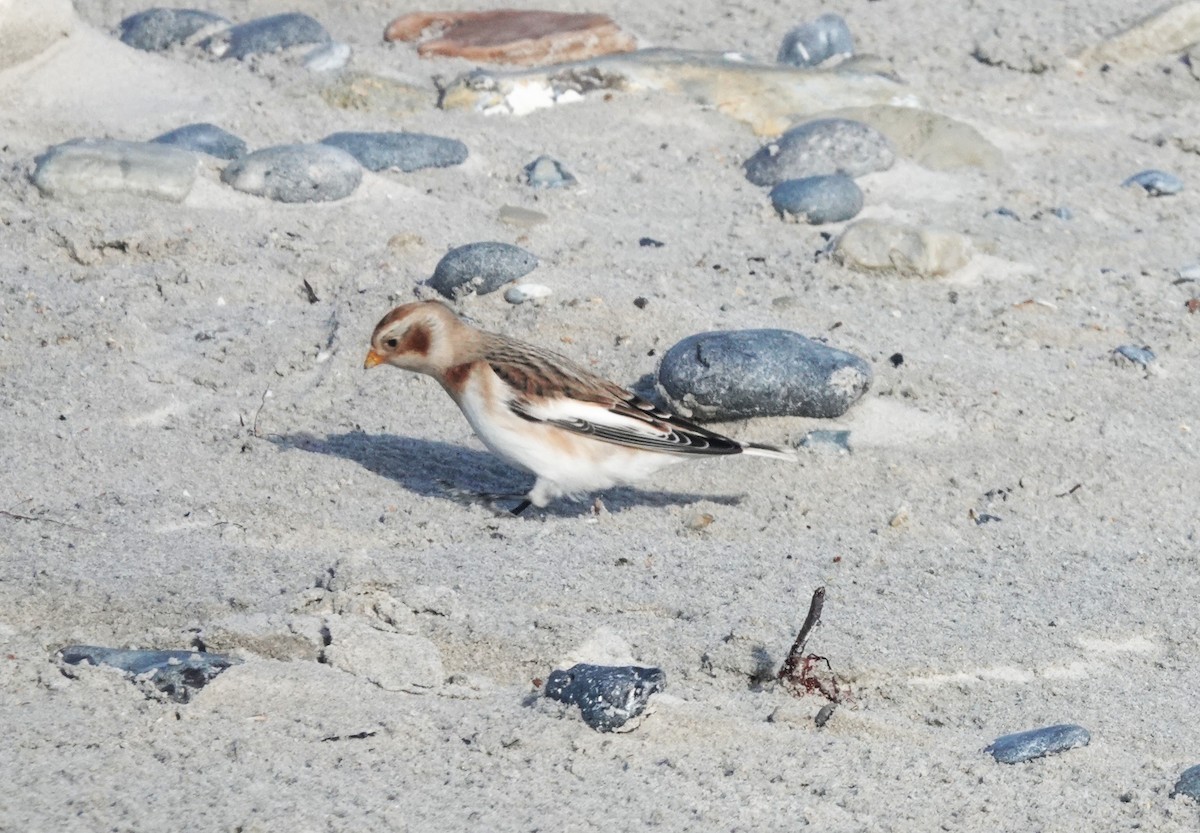 Snow Bunting - ML645053429