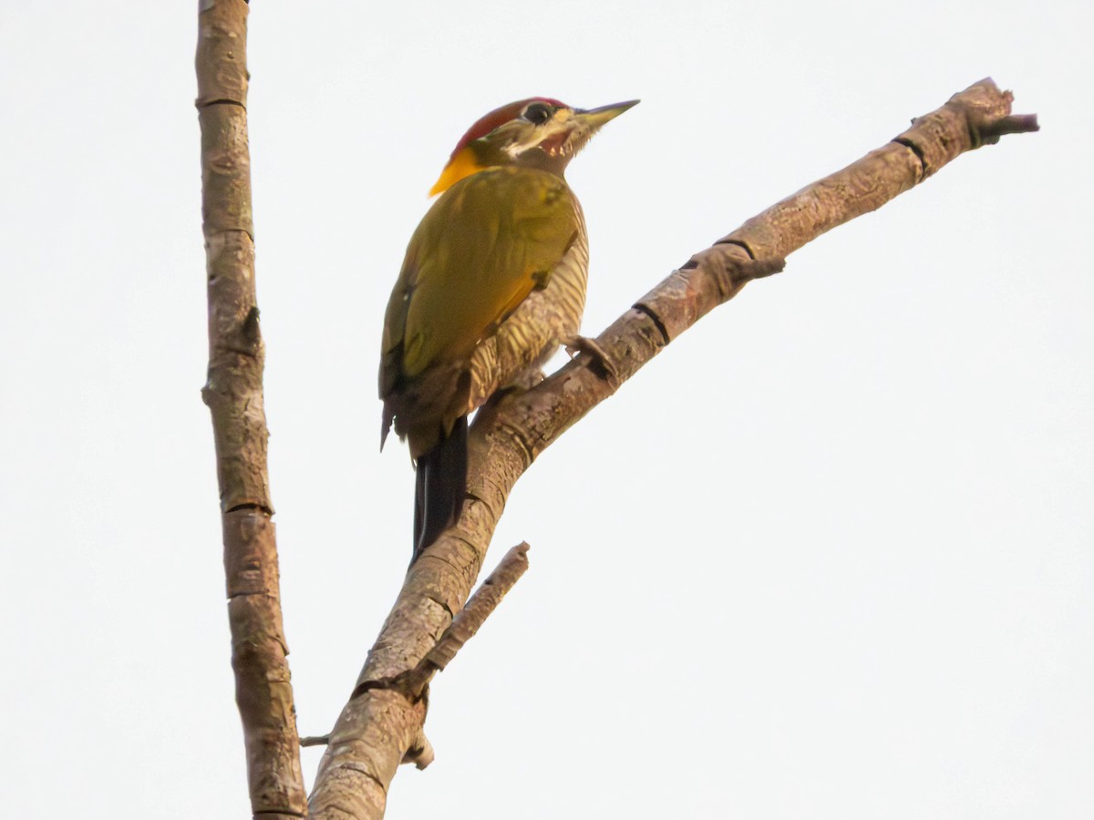 Lesser Yellownape - ML645053441