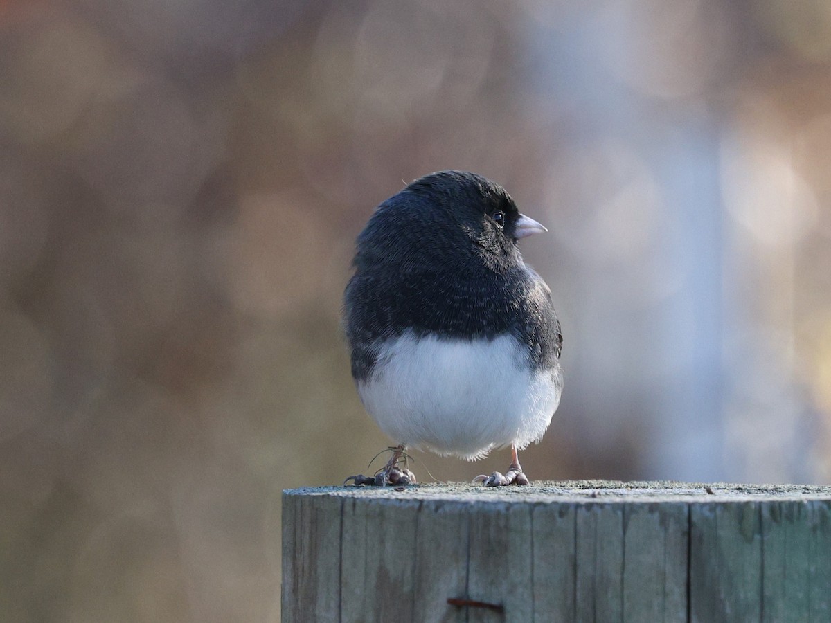 Dark-eyed Junco - ML645053442
