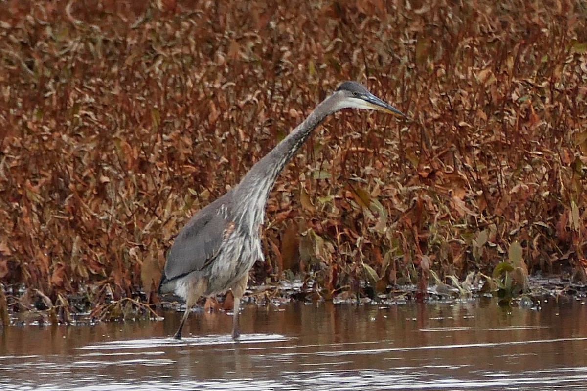 Great Blue Heron - ML645053443