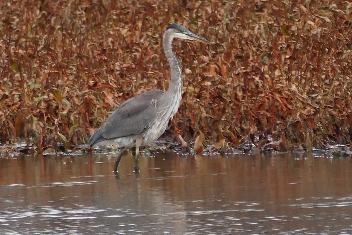 Great Blue Heron - ML645053444