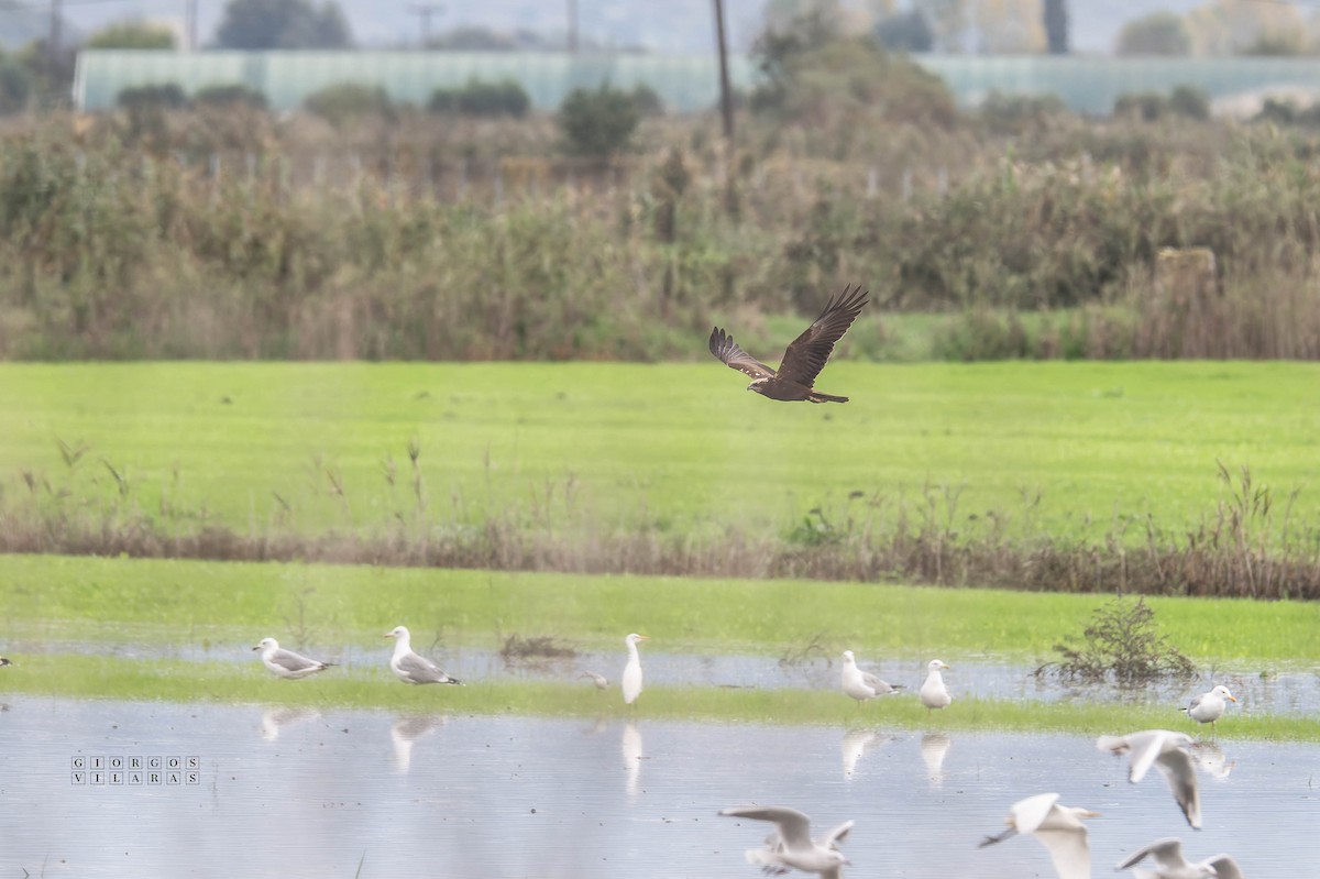 Western Marsh Harrier - ML645053445