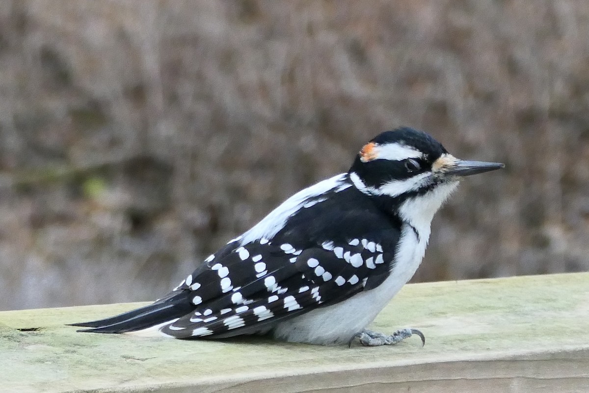 Hairy Woodpecker - ML645053452