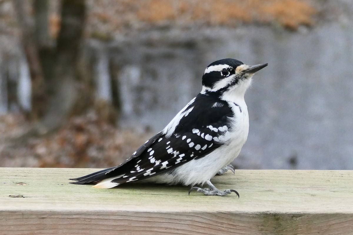 Hairy Woodpecker - ML645053453