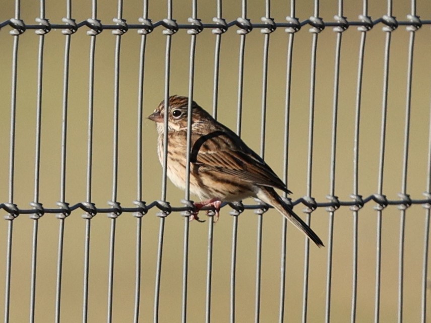 Vesper Sparrow - ML645053458