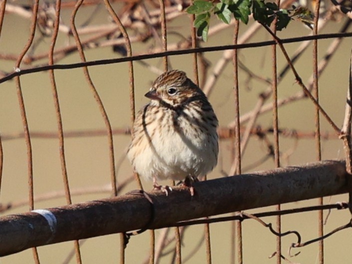 Vesper Sparrow - ML645053460