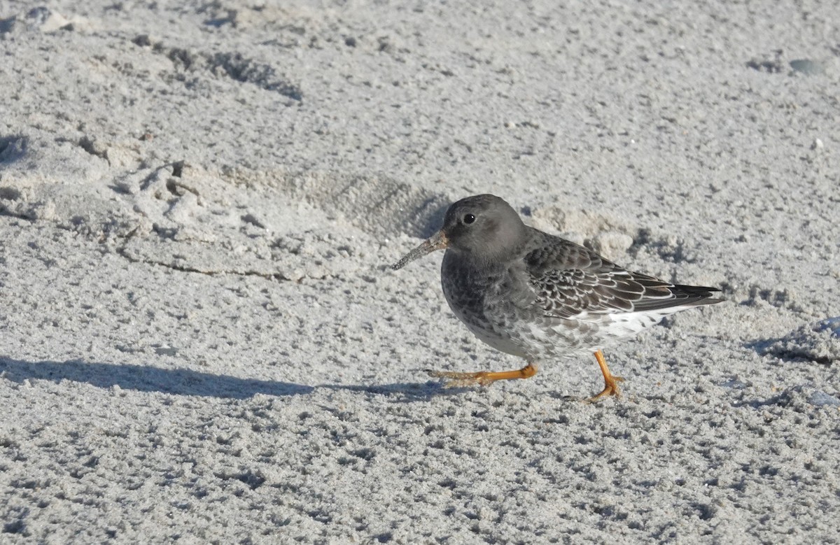 Purple Sandpiper - ML645053462