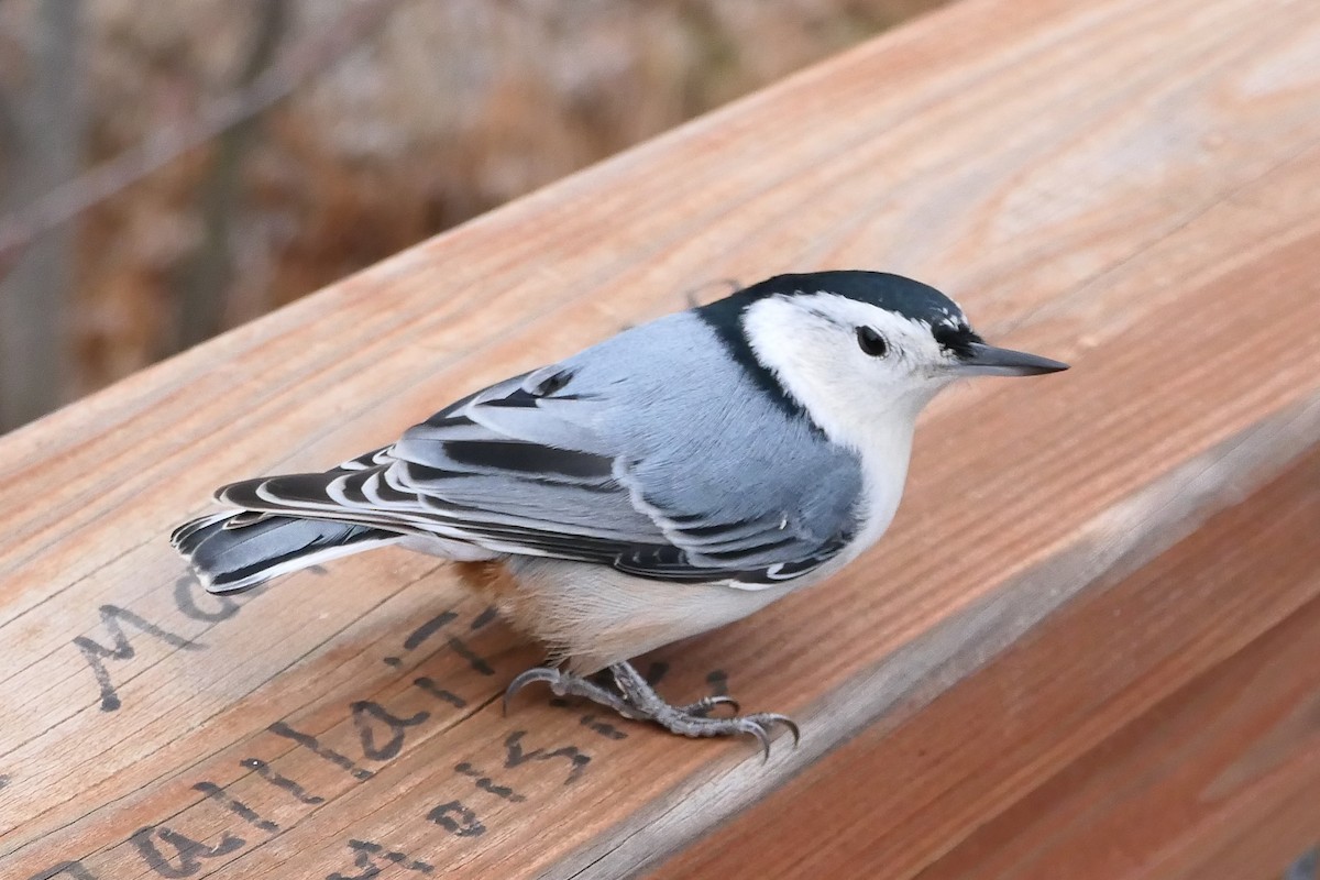 White-breasted Nuthatch - ML645053463