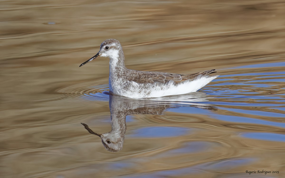 Wilson's Phalarope - ML645053464