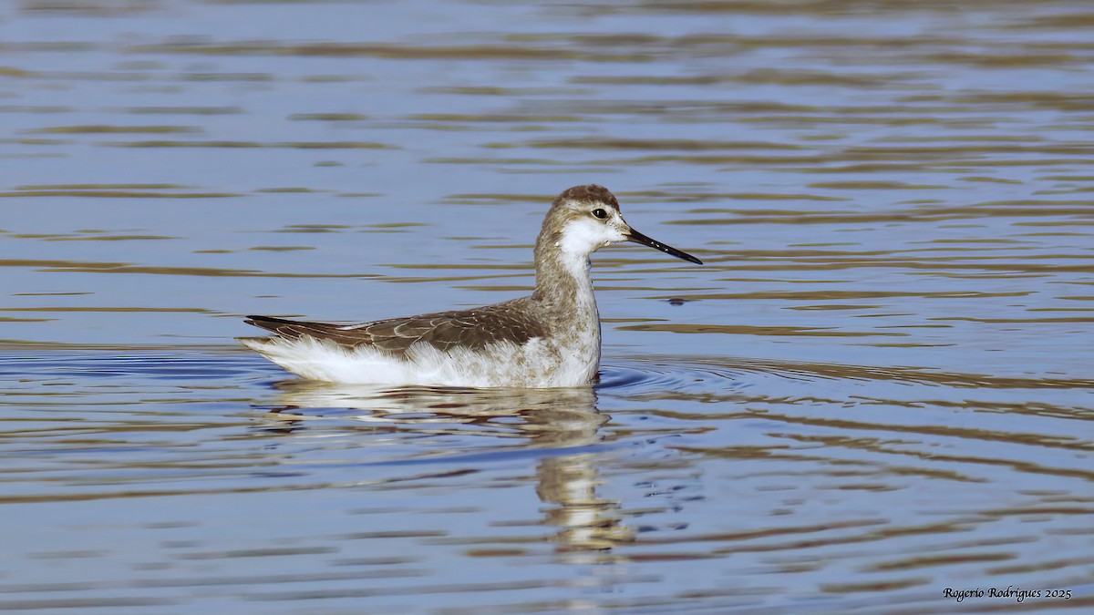 Wilson's Phalarope - ML645053465