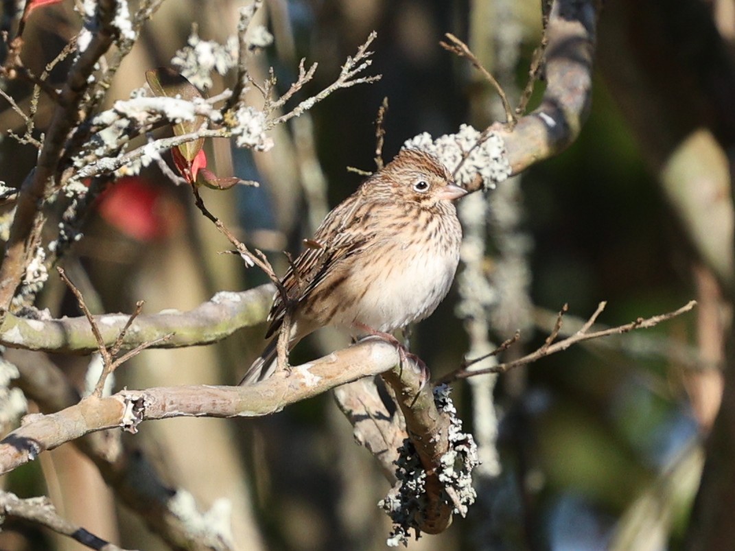 Vesper Sparrow - ML645053469