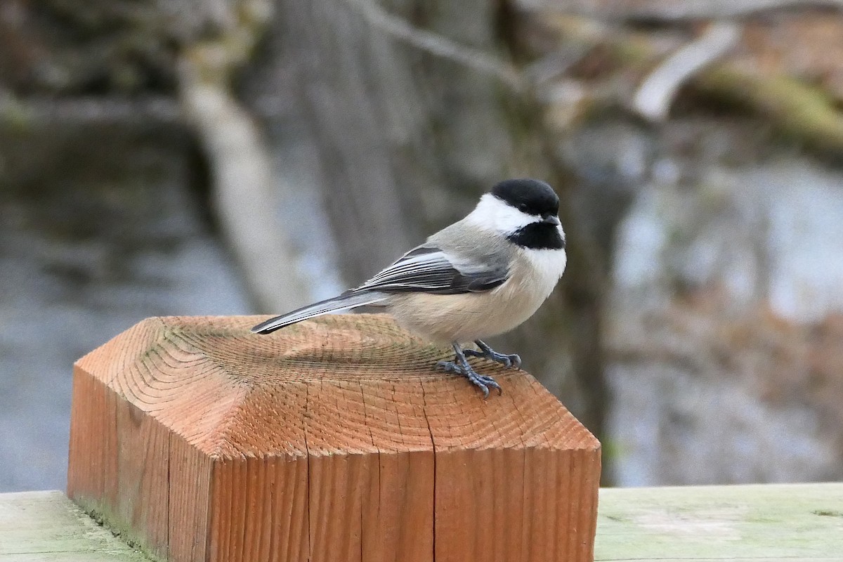 Black-capped Chickadee - ML645053470