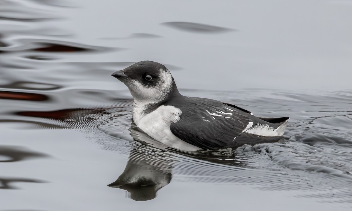 Pottorro txikia - ML645053471