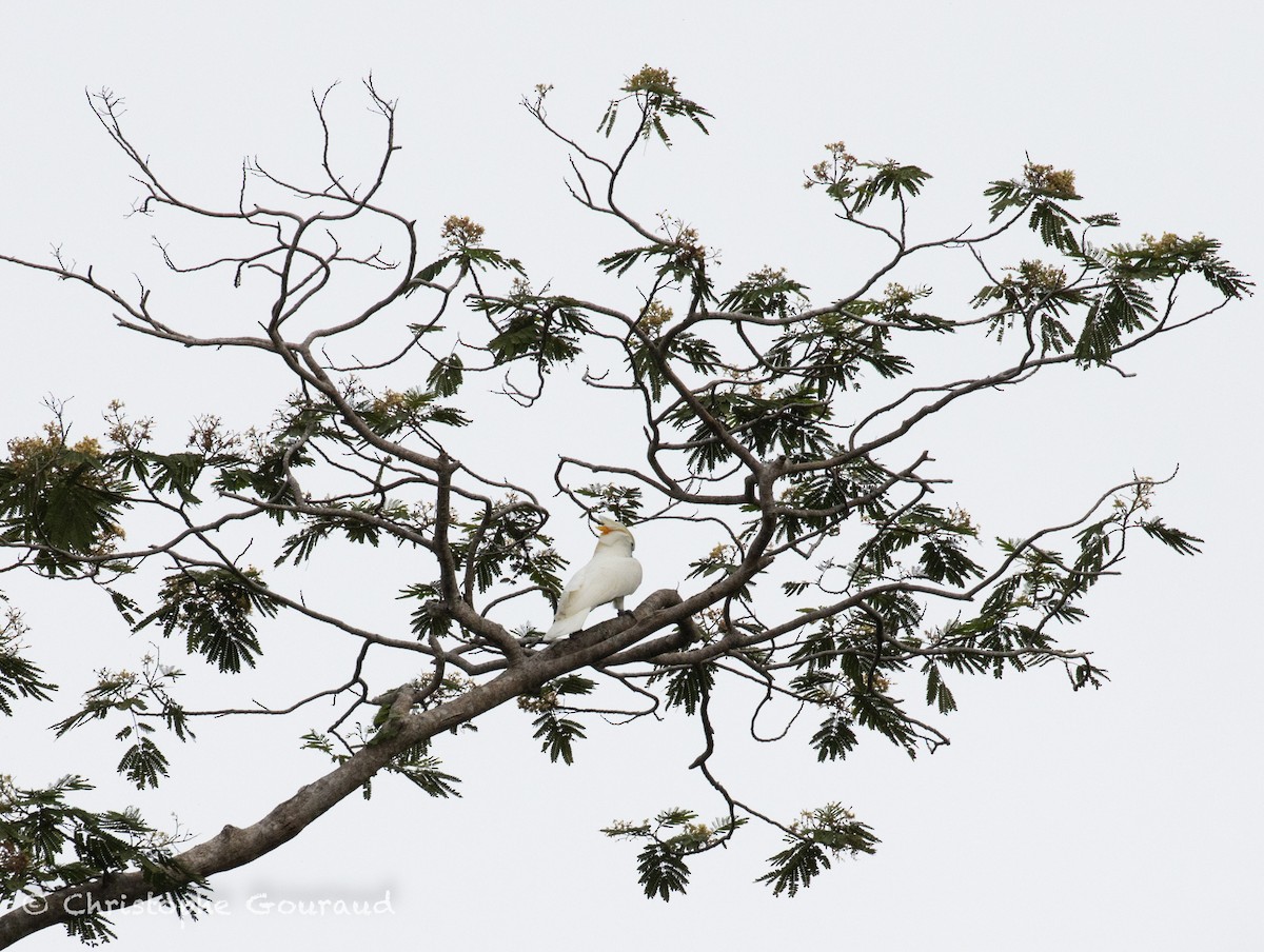 Salmon-crested Cockatoo - ML645053473